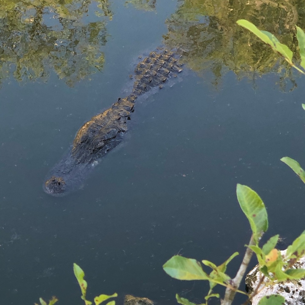 Meet your Posher, Liz